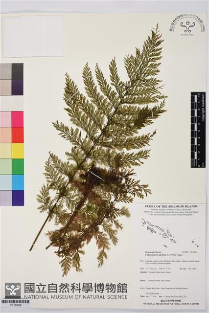 毛桿蕨藏品圖，第1張