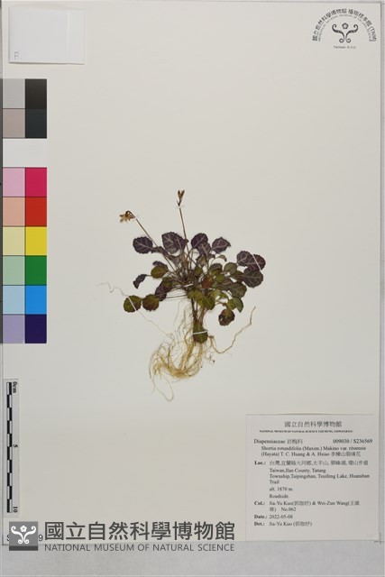 李棟山裂緣花藏品圖，第1張