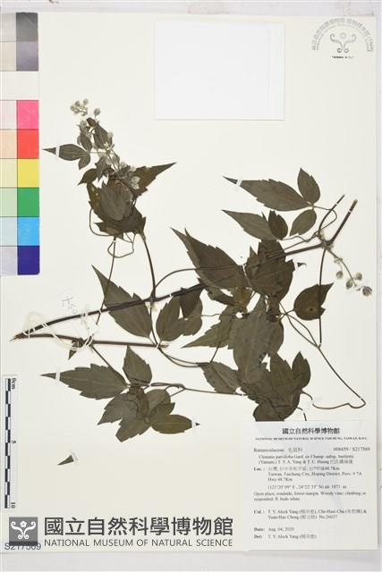 巴氏鐵線蓮藏品圖，第1張