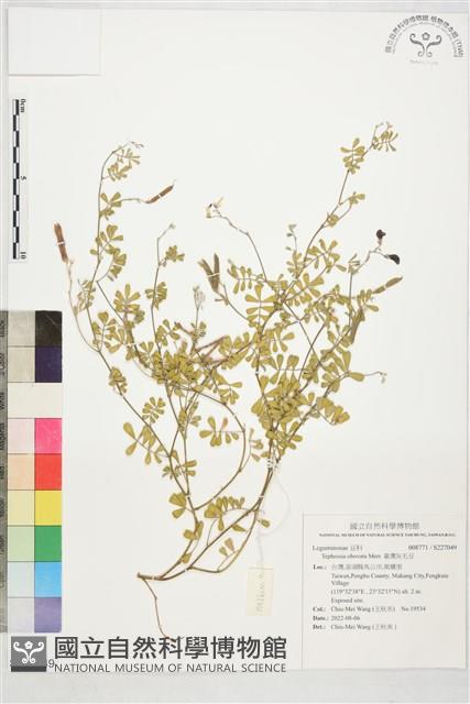 臺灣灰毛豆藏品圖，第1張