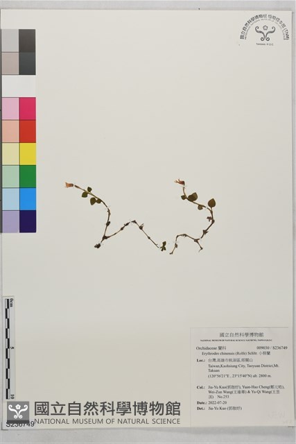 小唇蘭藏品圖，第1張