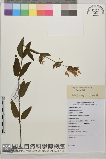 細花荊芥藏品圖，第1張
