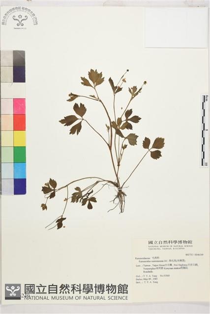 水辣菜、禺毛茛藏品圖，第1張