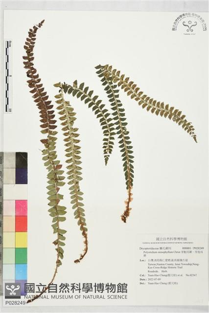 芽胞耳蕨、芽孢耳蕨藏品圖，第1張