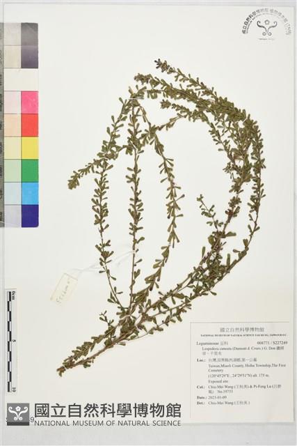 鐵掃帚、千里光藏品圖，第1張