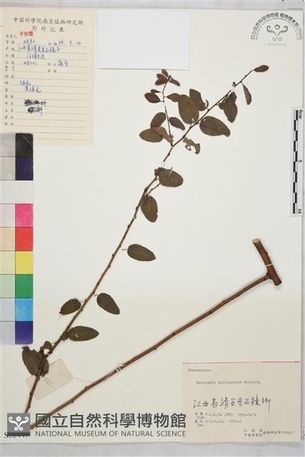 牯嶺勾兒菜, 臺灣黃鱔藤藏品圖，第1張