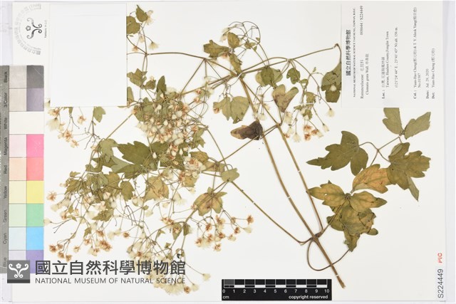 串鼻龍藏品圖，第1張
