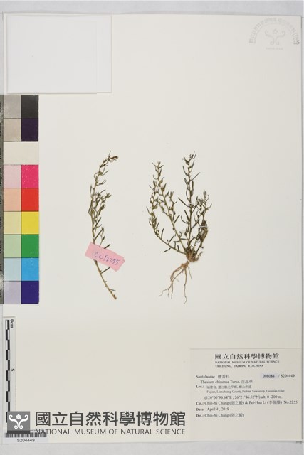 百蕊草藏品圖，第1張