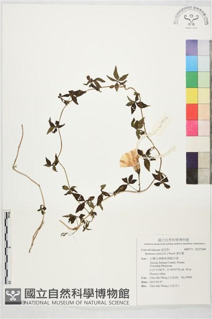 番仔藤藏品圖，第1張