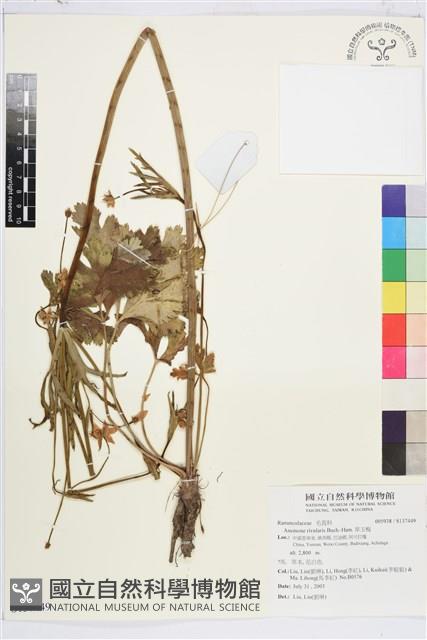 草玉梅藏品圖，第1張