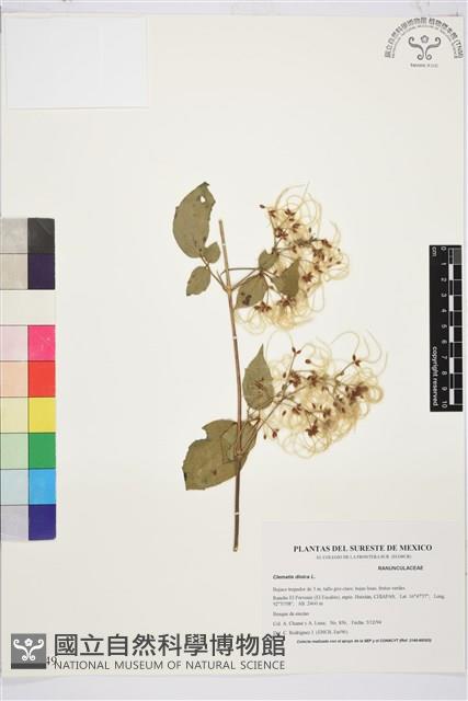 登錄號:S035149藏品圖，第1張