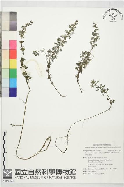 長柄石龍尾藏品圖，第1張