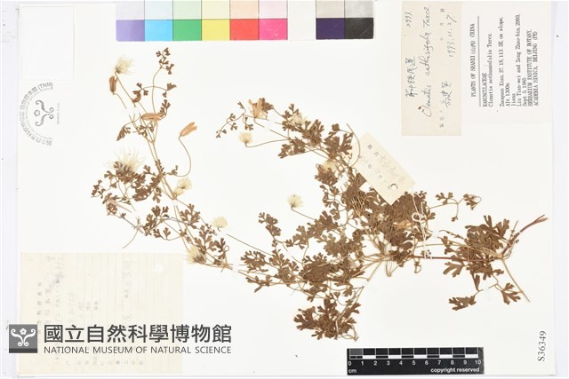 芹葉鐵線蓮藏品圖，第1張