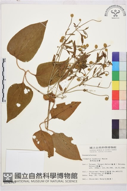 田代氏鐵線蓮藏品圖，第2張