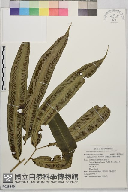 伊藤氏原始觀音座蓮藏品圖，第1張