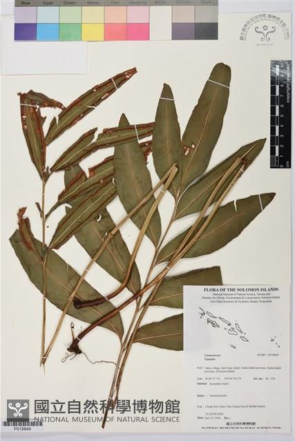 登錄號:P019849藏品圖，第1張