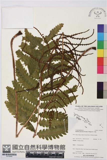 登錄號:P019949藏品圖，第1張