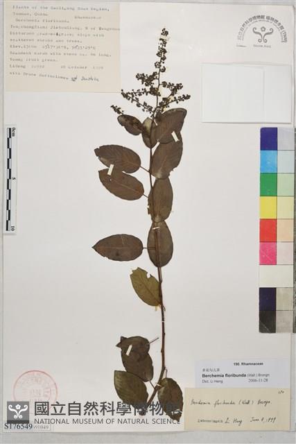 多花勾兒茶, 多花黃鱔藤藏品圖，第1張