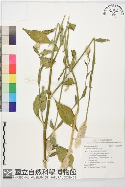 青葙藏品圖，第1張