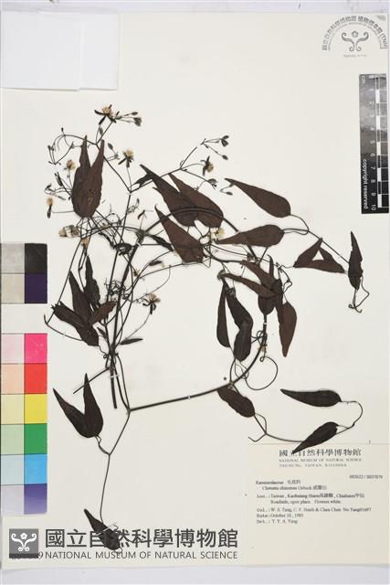 威靈仙藏品圖，第1張