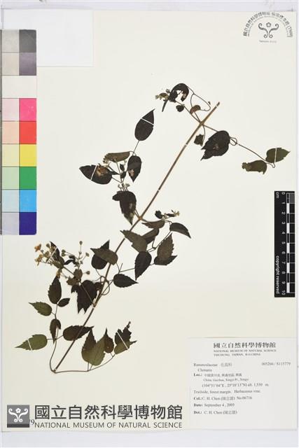 登錄號:S115779藏品圖，第1張