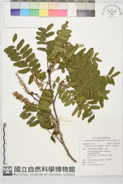 臺灣皂莢，雞角公，華南皂莢藏品圖，第1張