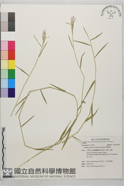 柳葉箬藏品圖，第1張