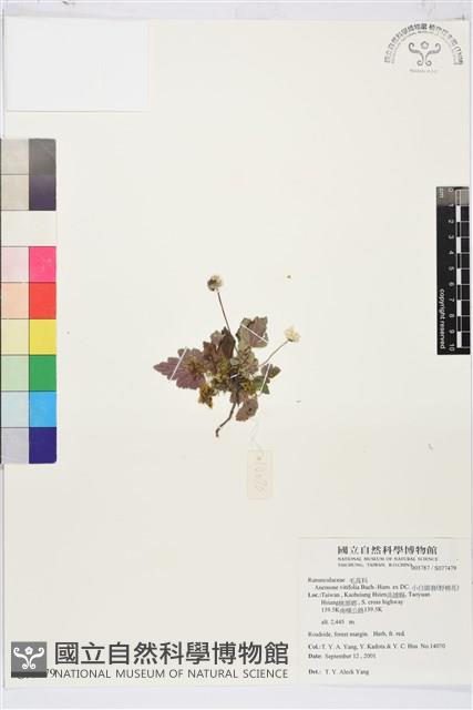 小白頭翁、野棉花藏品圖，第1張