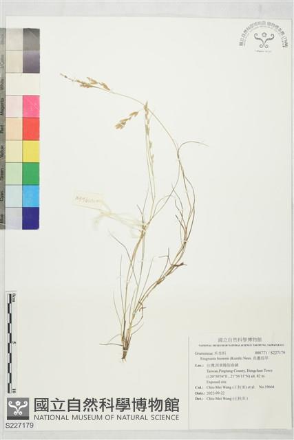 長畫眉草藏品圖，第1張