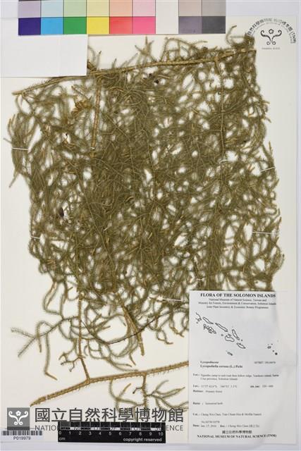 過山龍藏品圖，第1張