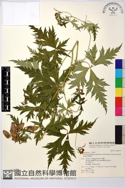 蔓烏頭藏品圖，第2張