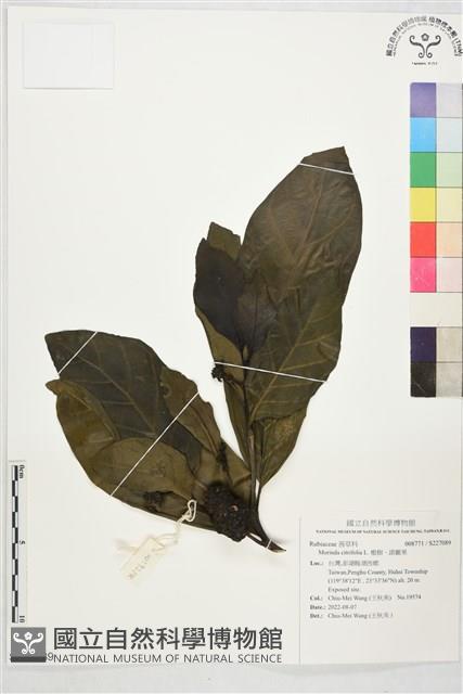 檄樹、諾麗果藏品圖，第1張