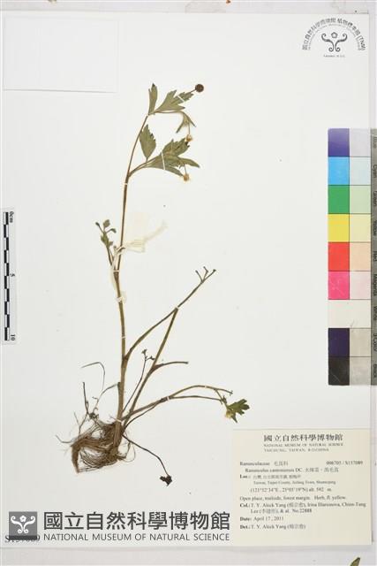 水辣菜、禺毛茛藏品圖，第1張