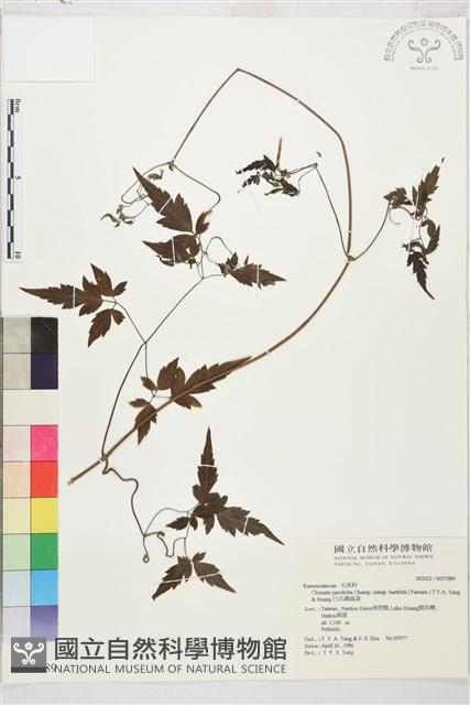 巴氏鐵線蓮藏品圖，第2張