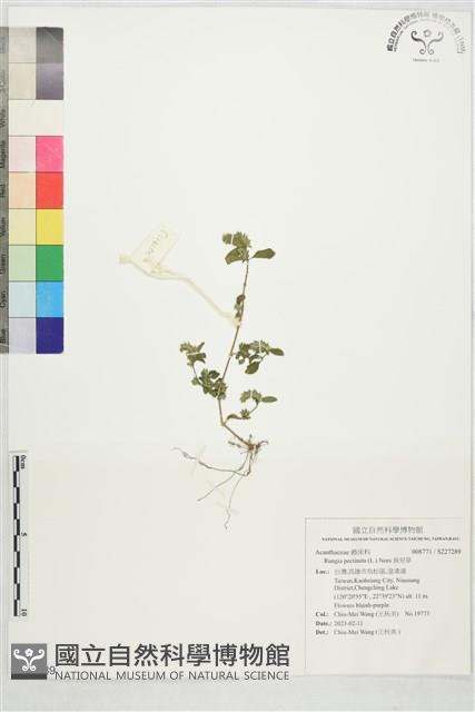 孩兒草藏品圖，第1張