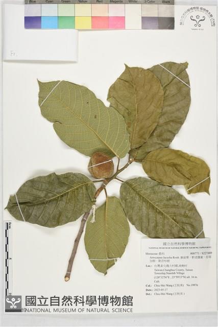 猴面果、野波羅蜜、拉哥加樹、勒苦哈樹藏品圖，第1張