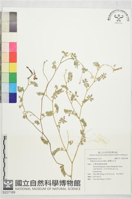 臺灣灰毛豆藏品圖，第1張