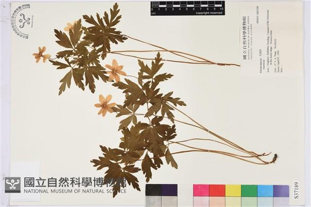 登錄號:S037189藏品圖，第1張