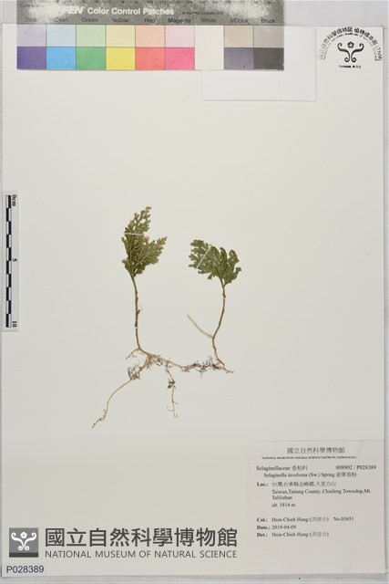 密葉卷柏藏品圖，第1張