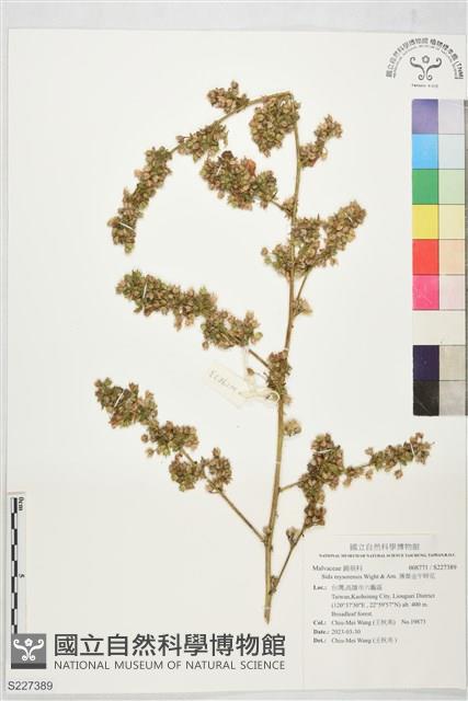 薄葉金午時花藏品圖，第1張