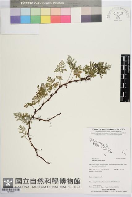 登錄號:P019889藏品圖，第1張