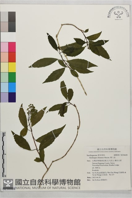 華八仙藏品圖，第1張