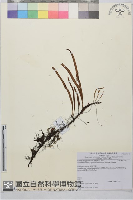 擬芨瓦葦藏品圖，第1張