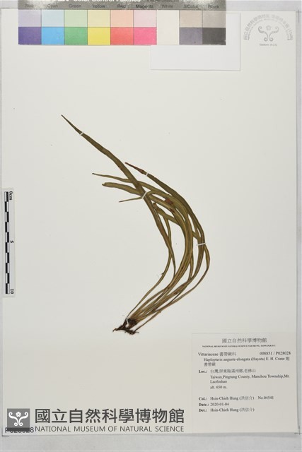 姬書帶蕨藏品圖，第1張
