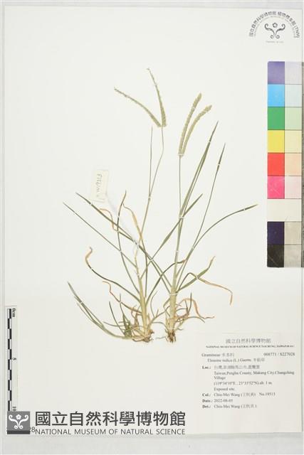 牛筋草藏品圖，第1張