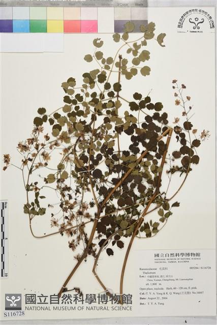 登錄號:S116728藏品圖，第1張