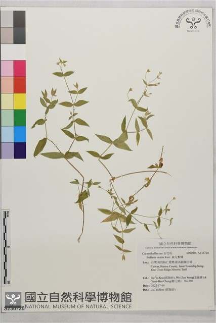 疏花繁縷藏品圖，第1張