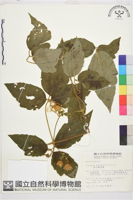 銹毛鐵線蓮藏品圖，第2張