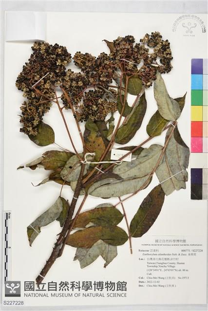 Alianthus Prickly Ash Collection Image