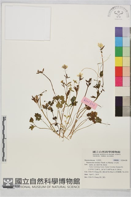 小毛茛藏品圖，第1張